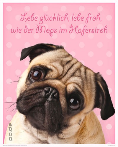 Poster Mops Lebe glücklich lebe Froh Hund vor Rosa mit Spruch 40 x