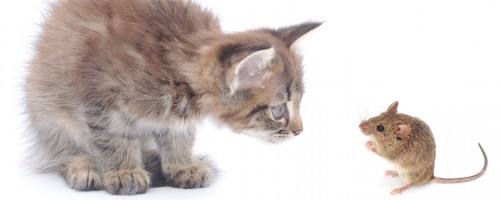 maus und katze spiel maus und katze spiel