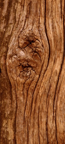 Selbstklebende Tapete Entfernen : Selbstklebende T?rtapete Holzstamm mit Asteinschluss ? Bild 1 Selbstklebende Tapete Entfernen : Selbstklebende T?rtapete Holzstamm mit Asteinschluss ? Bild 1