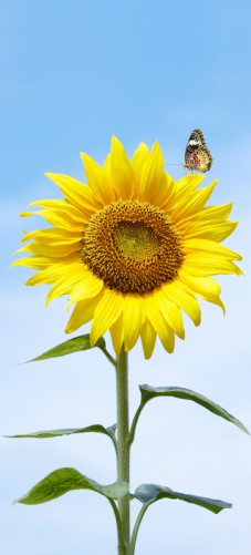 Selbstklebende Tapete Mit Eigenem Motiv : Selbstklebende T?rtapete Sonnenblume mit Schmetterling ? Bild 1 Selbstklebende Tapete Mit Eigenem Motiv : Selbstklebende T?rtapete Sonnenblume mit Schmetterling ? Bild 1