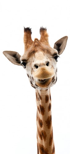 Selbstklebende Tapete Entfernen : Selbstklebende T?rtapete Giraffenkopf ? Bild 1 Selbstklebende Tapete Entfernen : Selbstklebende T?rtapete Giraffenkopf ? Bild 1