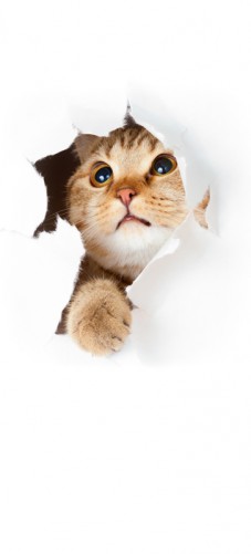 Selbstklebende Tapete Mit Eigenem Motiv : Selbstklebende T?rtapete Katze mit Blick nach oben ? Bild 1 Selbstklebende Tapete Mit Eigenem Motiv : Selbstklebende T?rtapete Katze mit Blick nach oben ? Bild 1
