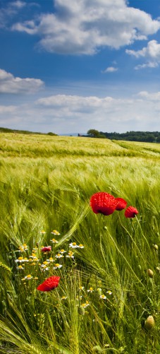 Selbstklebende Tapete Entfernen : Selbstklebende T?rtapete Mohnblumenwiese Selbstklebende Tapete Entfernen : Selbstklebende T?rtapete Mohnblumenwiese